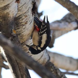 Great Spotted Woodpecker