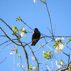 Common Starling