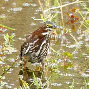 Green Heron