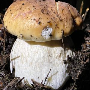 King Bolete