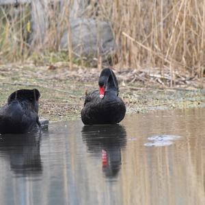 Black Swan