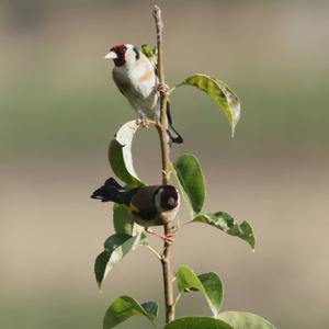 European Goldfinch