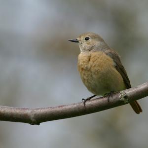 Common Redstart