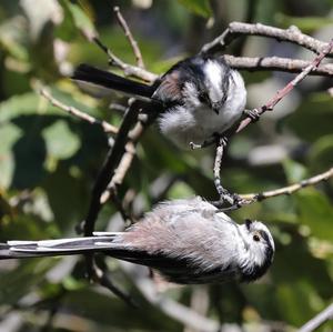 Long-tailed Tit