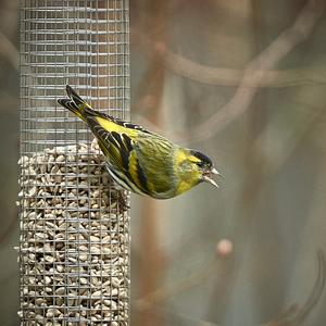 Eurasian Siskin