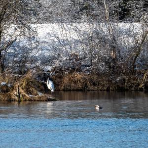 Great Egret