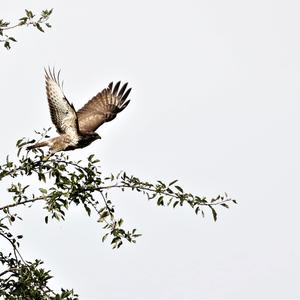 Common Buzzard