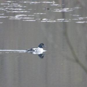 Common Goldeneye