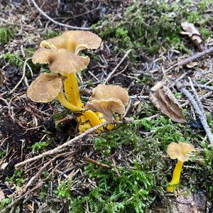 Trumpet Chanterelle