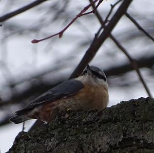 Wood Nuthatch