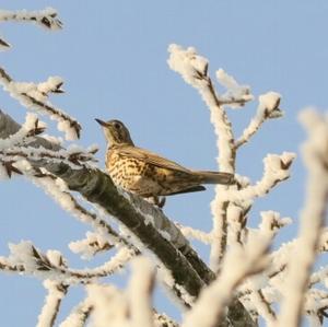 Song Thrush