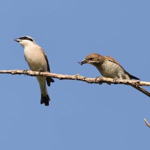 Red-backed Shrike