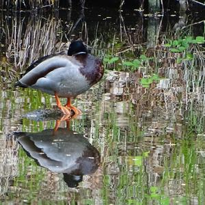 Mallard