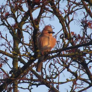 Eurasian Jay