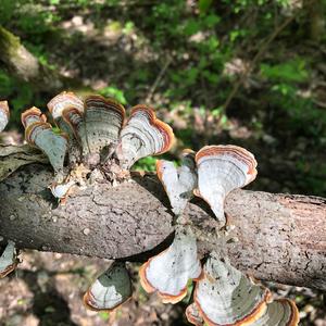 Turkey-tail