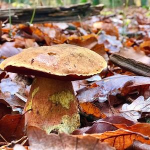 Dotted-stem Bolete