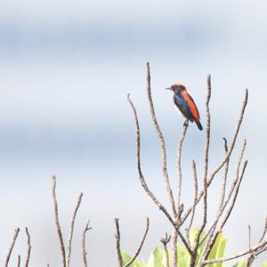 Scarlet-backed Flowerpecker