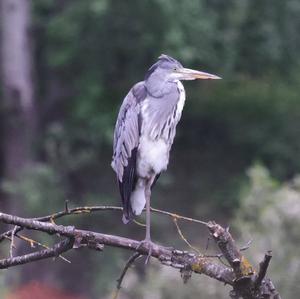 Grey Heron