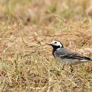 White Wagtail