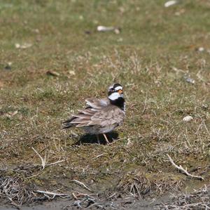 Common Ringed Plover