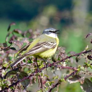 Yellow Wagtail