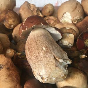 Summer Bolete