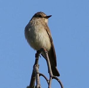 Spotted Flycatcher