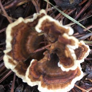 Turkey-tail