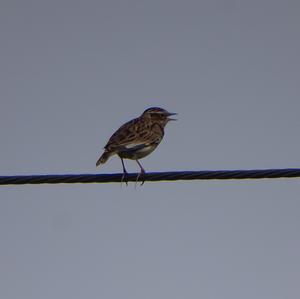 Wood Lark