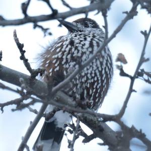 Spotted Nutcracker