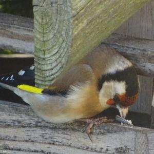 European Goldfinch