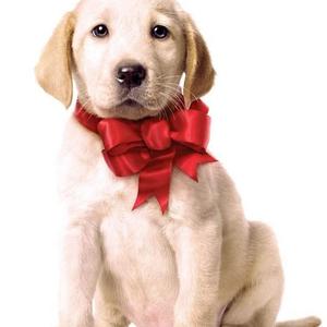 Retriever (Labrador)