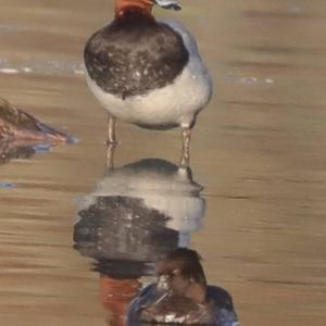 Common Pochard