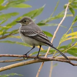 White Wagtail