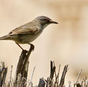 Sardinian Warbler