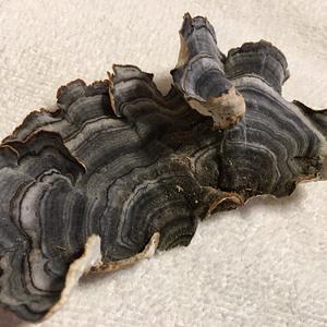 Turkey-tail