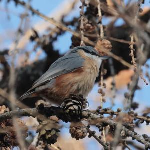 Wood Nuthatch