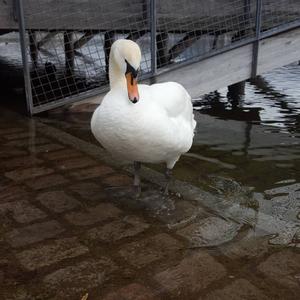 Mute Swan