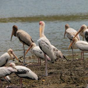 Milky Stork