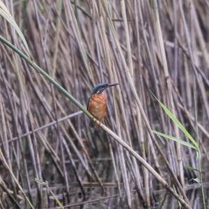 Common Kingfisher