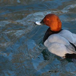 Common Pochard