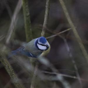 Blue Tit