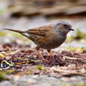 Hedge Accentor