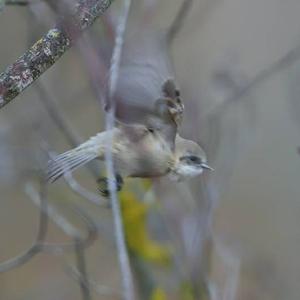 Eurasian Penduline-tit