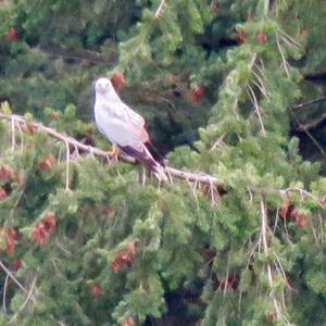 Pallid Harrier