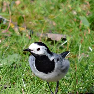 White Wagtail