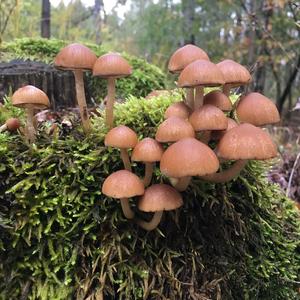 Clustered Psathyrella