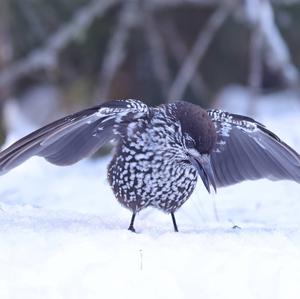 Spotted Nutcracker