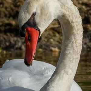 Mute Swan