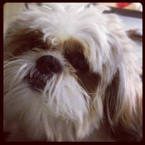 Shih Tzu